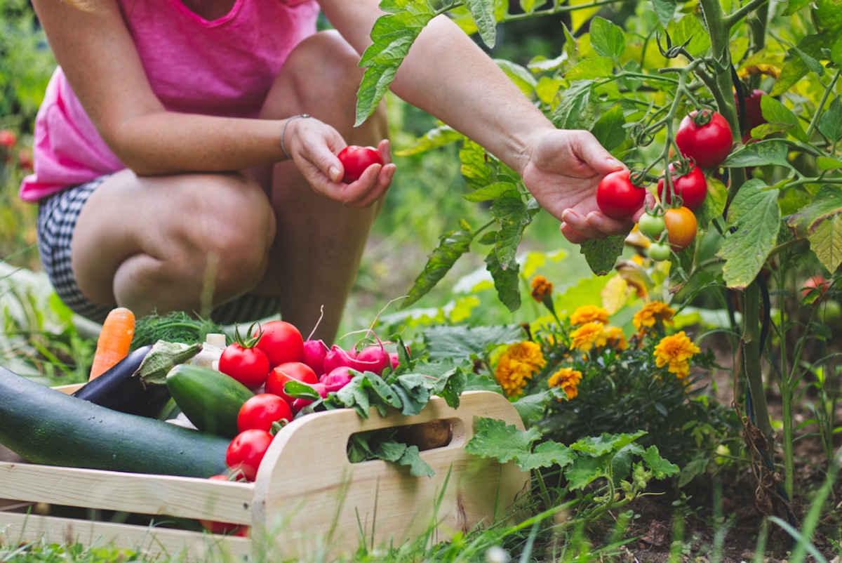 Woman harvesting vegetables from her home vegetable garden