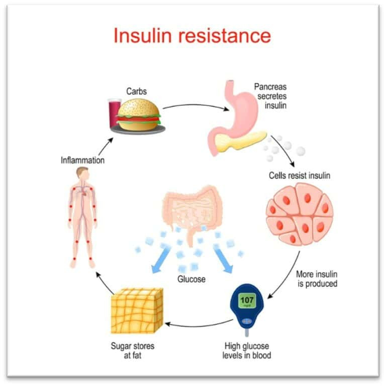 Carbohydrate Insulin Model Becky Dorner Associates Carbohydrate Insulin Model Becky Dorner Associates