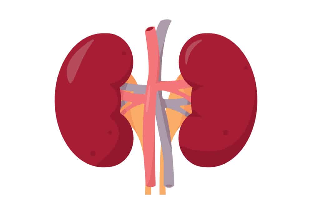 Kidney art