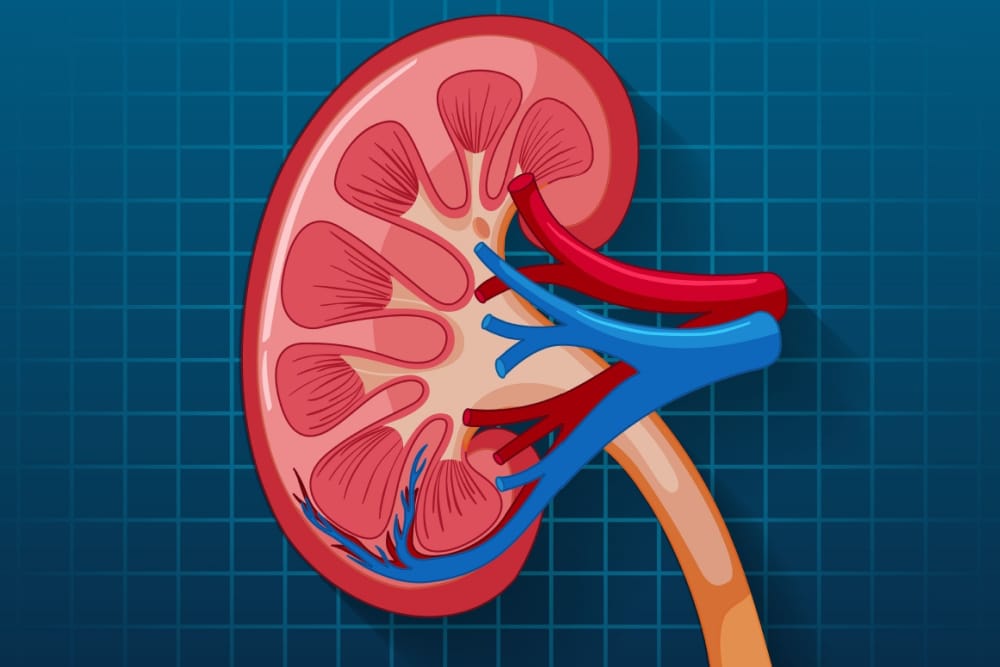 Kidney stock image